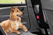 Plasa separatoare animale companie 02569 Amio