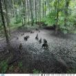 Camera vanatoare PNI Hunting 2C 8MP 720P cu night vision