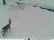 Camera vanatoare PNI Hunting 2C 8MP 720P cu night vision