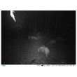 Camera vanatoare PNI Hunting 2C 8MP 720P cu night vision