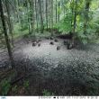 Camera vanatoare PNI Hunting 2C 8MP 720P cu night vision